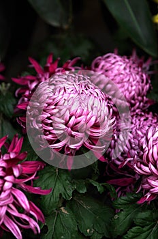 Beautiful chrysanthemum